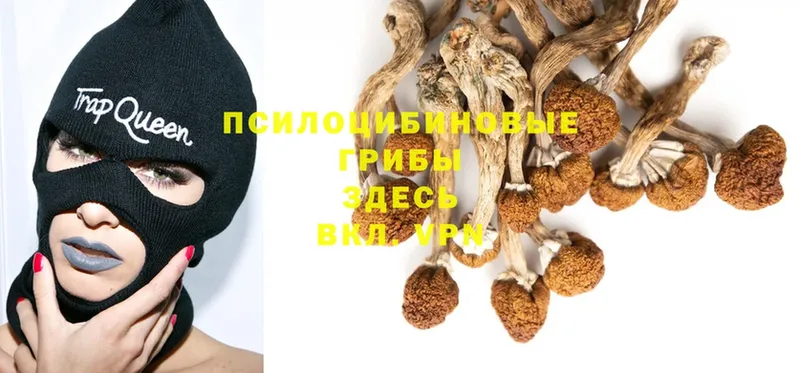 Псилоцибиновые грибы Psilocybine cubensis Вихоревка